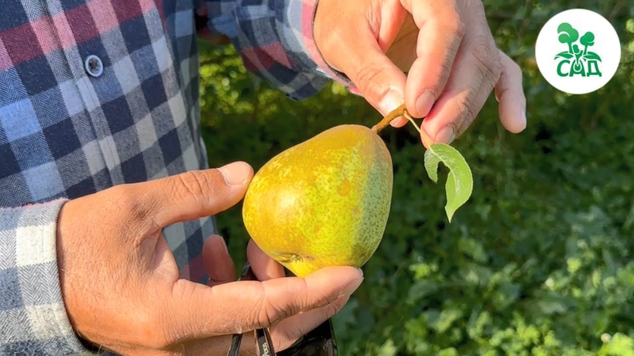 Превью видео