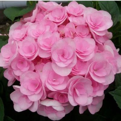 Махровая в Речице