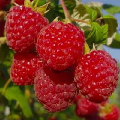 Ранняя в Речице