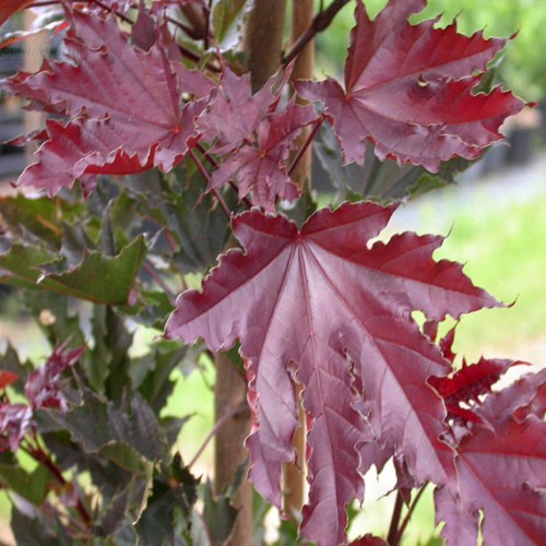 Клен КРИМСОН СЕНТРИ остролистный в Речице