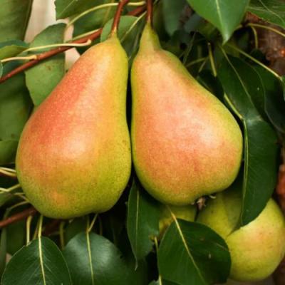 Сладкая в Речице