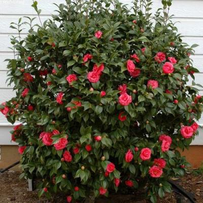 Камелия в Речице