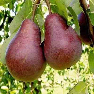 Красная в Речице