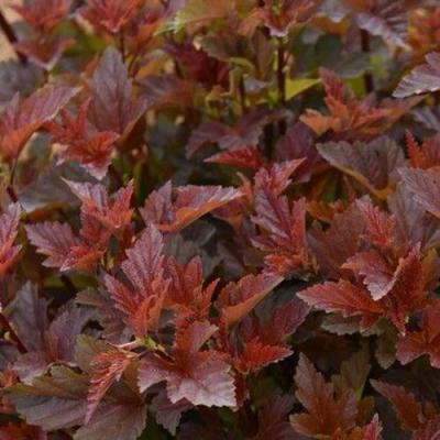 Красный в Речице