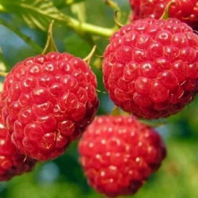 Поздняя в Речице