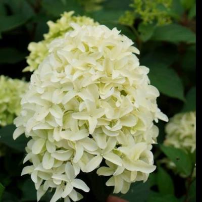 Средние в Речице