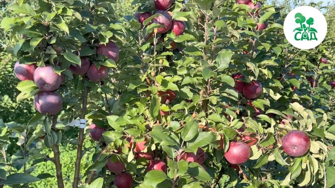 Превью видео