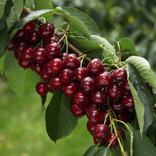 ягоды черешни на ветке.jpg