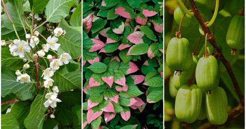 актинидия коломикта.jpg