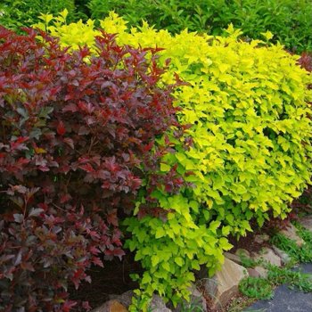 Ангел Голд и Леди ин Ред.jpg