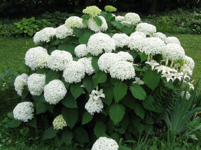 Аннабель (Annabelle).jpg