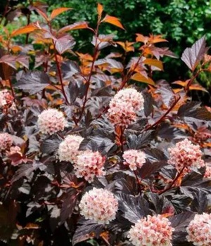 Пузыреплодник ДИАБЛО ДОР цветение.jpg