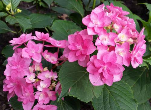 Гортензия махровая.jpg