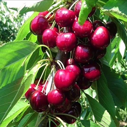 саженцы сладких сортов черешни.jpg