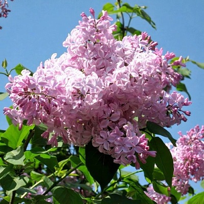 Сирень БУФФОН в Речице