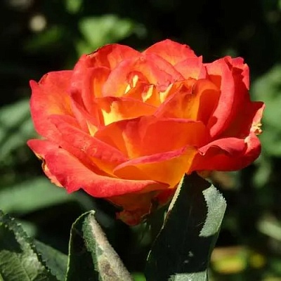 Роза ЛИНА чайно-гибридная  в Речице