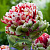 Тюльпан ДАБЛ ФЛЕЙМИНГ БЕРД махровый поздний в Речице
