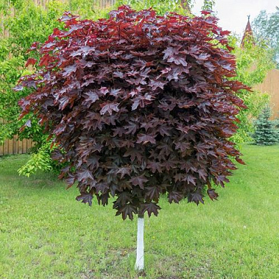 Клен красный в Речице