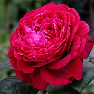 Роза 4 ВЕТРОВ флорибунда  в Речице