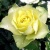 Роза ЛИМБО (ДОЛЛАР) чайно-гибридная  в Речице