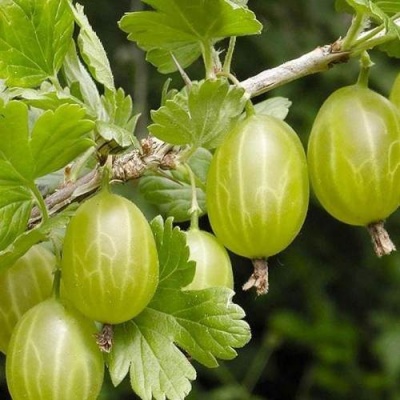 Крыжовник УРАЛЬСКИЙ ИЗУМРУД в Речице