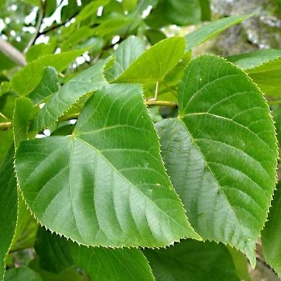 Липа мелколистная в Речице