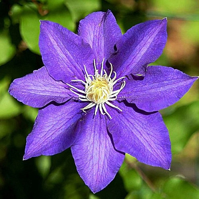 Клематис ЗЕ ПРЕЗИДЕНТ в Речице