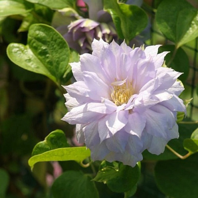 Клематис БЕЛЬ ОФ ВОРКИНГ в Речице