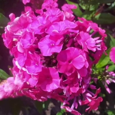 Флокс БАМБИНИ ДИЗАЙР метельчатый в Речице