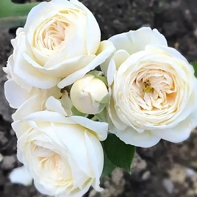 Роза АРТЕМИС шраб в Речице