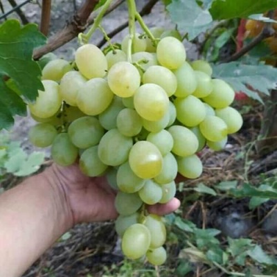 Виноград ВАНЮША в Речице