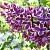 Сирень СЕНСАЦИЯ (привитая) в Речице