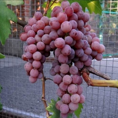 Виноград ЭЛЕГИЯ в Речице