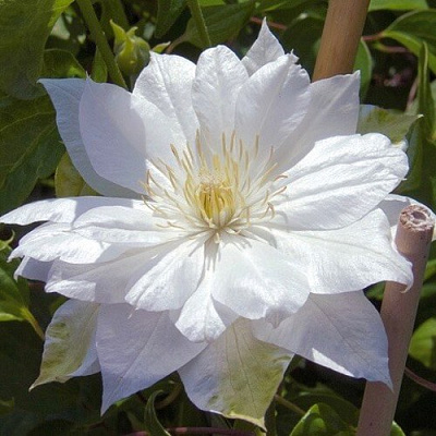 Клематис ДАЧЕСС ОФ ЭДИНБУРГ в Речице