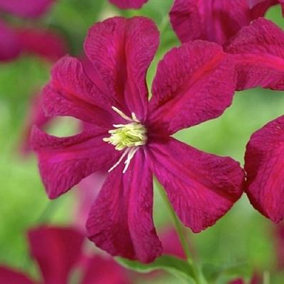 Клематис МАДАМ ДЖУЛИЯ КОРРЕВОН в Речице