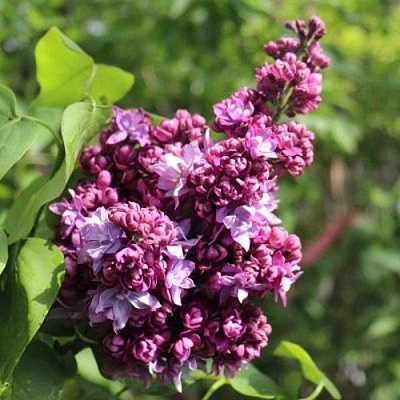 Сирень МАРШАЛ МАЛИНОВСКИЙ в Речице