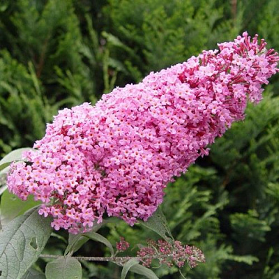 Буддлея давида ПИНК ДЕЛАЙТ в Речице