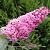 Буддлея давида ПИНК ДЕЛАЙТ в Речице