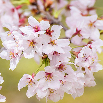 Сакура КОЙО НО МАЙ в Речице