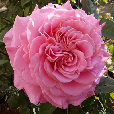 саженцы розы Эшли