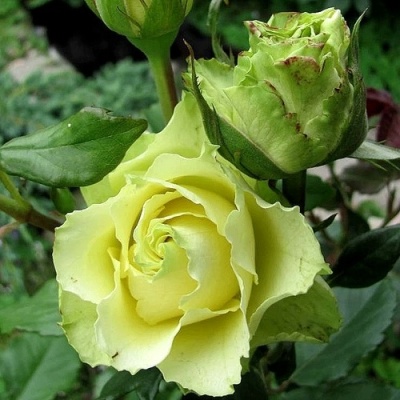 Роза ЛИМБО (ДОЛЛАР) чайно-гибридная  в Речице