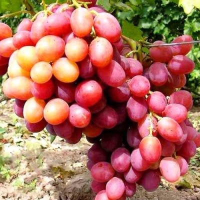 Виноград АНЮТА в Речице