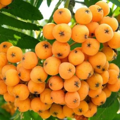 Рябина НЕВЕЖИНСКАЯ ЖЕЛТАЯ сладкоплодная в Речице