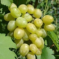 Виноград в Речице