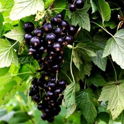 Смородина чёрная БЕЛОРУССКАЯ СЛАДКАЯ в Речице