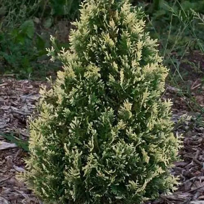 Туя БРАБАНТ ВАРИЕГАТТА западная в Речице