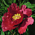 Пион КРАСНЫЙ ЛОТОС древовидный в Речице