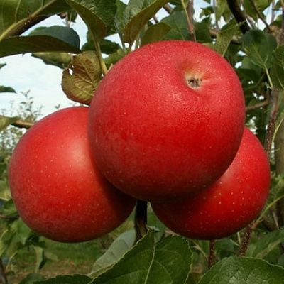 Яблоня БОГЕМИЯ в Речице