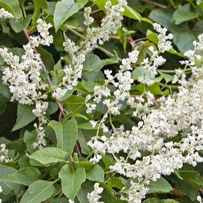 Фаллопия АУБЕРТА в Речице