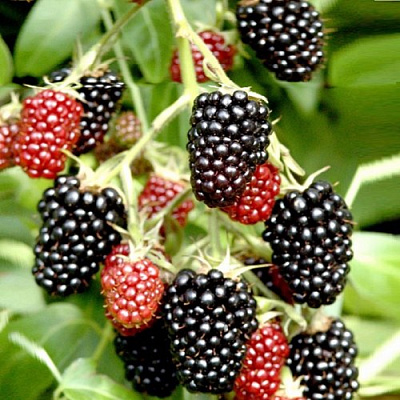 Ежемалина ДАРРОУ в Речице